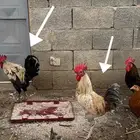 ديوك بلدي