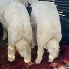 بهم حري ذباح فاخره