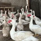 بط مسكوفي