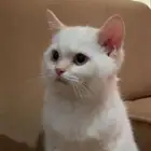 سكوتش