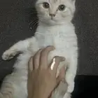 قطه للتبني بدون مقابل