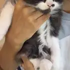 قطه شيرازيه للبيع بي 50