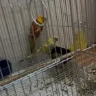بركيت وكروان ( انتاج مب اليف ) جوز