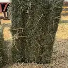 برسيم صافي شد 82-90