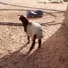 هرفي نعيمي