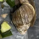 حلزون للبيع