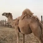 للبيع ناقة حائل مقفلة شحم