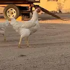 ديك لوهمان
