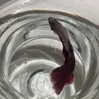 سمكه الفايتر