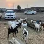 بهم