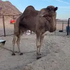 جمل احمرر للبيع