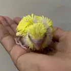 فرخ بادجي لاتينو ( تم البيع )