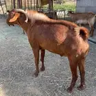 معزاء مراح للبيع