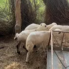 فران للبيع