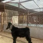 تيوس للبيع