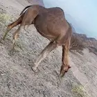 ام ثالث او ام رابع للبيع