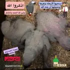 فروخ كاسكو. انتاج محلي