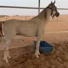 حصان