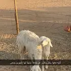 غنم مواليد