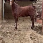 تم البيع لله يبارك لمن شرى
