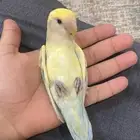 زوج روز منتج شرطط نص اليف