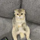 سكوتش فولد قولد