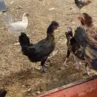 دجاج بلدي بياض