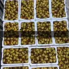 رطب روثانه حبه فاخر للبيع