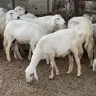 اعرض لكم حلالي ضان دفع دفاع بين مراح واحد ونضاف ومشروطه