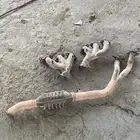 هدرز وكاله لاند كروزر مع داون بيب