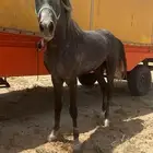 حصان شعبي