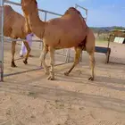 بعير ساحلي هايج