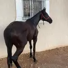 حصان انقليزي