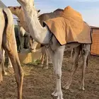 بكر مفروده عفرا