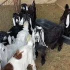 للبيع تيوس
