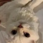 قطط سكوتش