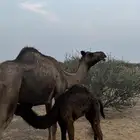 ناقه خلفه للبيع