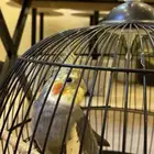 للبيع كروان اليف يتكلم ويغني ويرقص