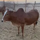 بقرة شحم للبيع
