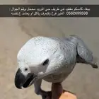 كاسكو ضايع طريف