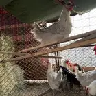 دجاج للبيع العدد 11بياض ويرجن