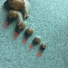حلزون افريقي