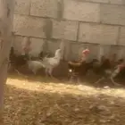 دجاج بلدي عمر 3 شهور وعمر 4 شهور