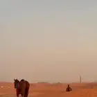 مطلوب خيل تعليم مدرسه هاديه