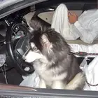 كلب هاسكي بيور