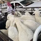 طليان اضحية