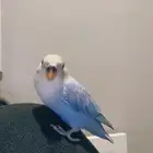 ببغاء روز للبيع