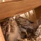 طيور للبيع