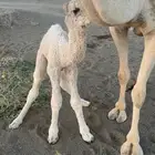 ناقه خلفه عليه قعود رماني