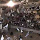 حمام مهجن مشروط